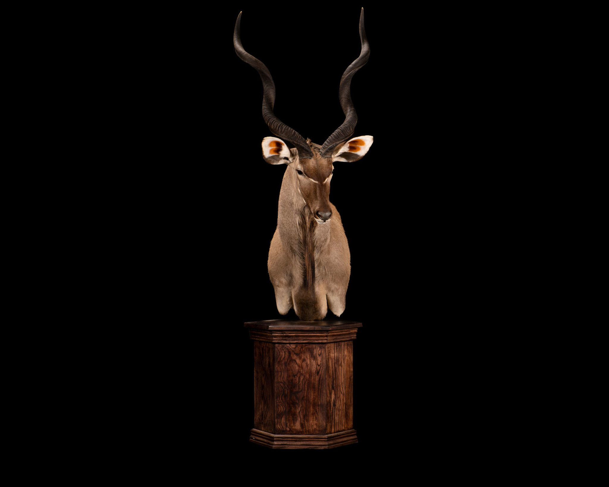 Kudu Pedestal Mount Right Turn Splitting Image Taxidermy
